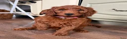 Irish Doodle dogs for sale: 🐾 Irish doodles 🐾 1 boy left  - Advert 21