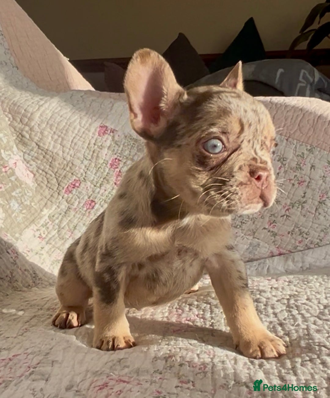 French Bulldog dogs for sale: Outstanding Frenchie Babies  - Advert 9