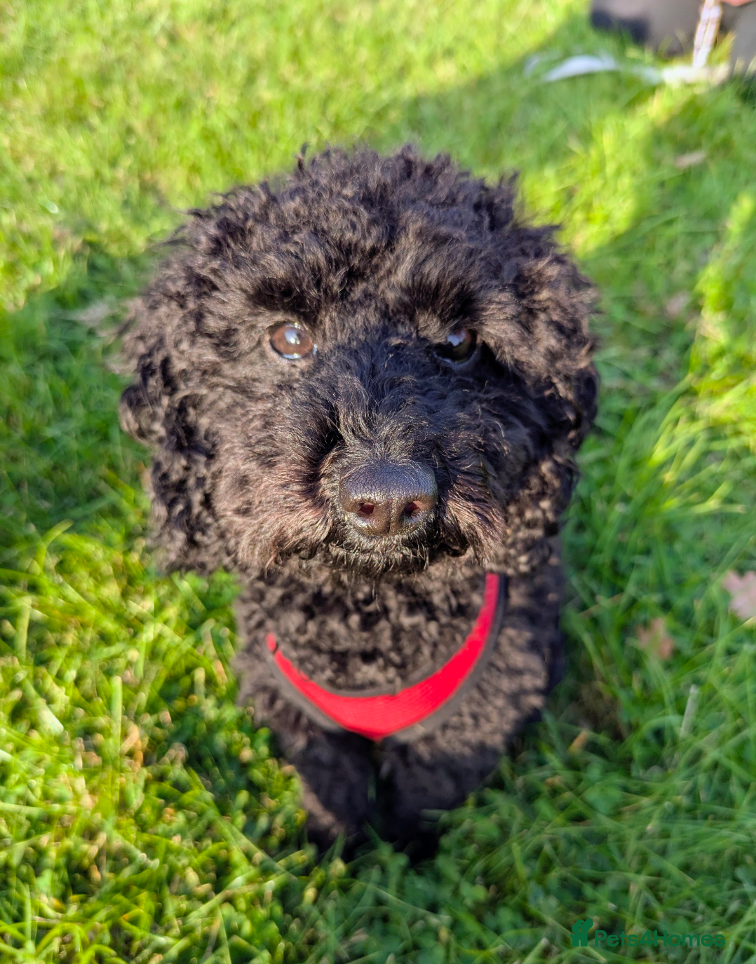 Cockapoo dogs for sale: Toy Cockapoo Puppies for Sale - Advert 3