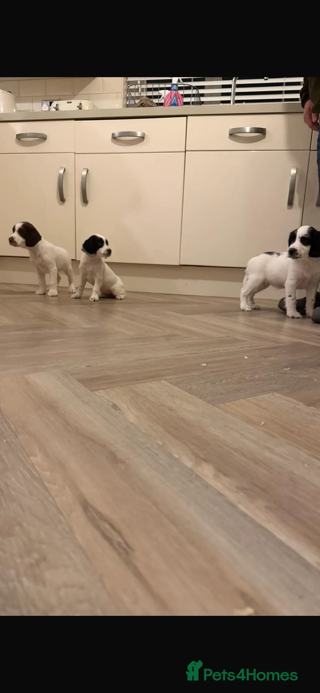 English Springer Spaniel dogs for sale: English Springer Spaniel puppies  - Advert 10