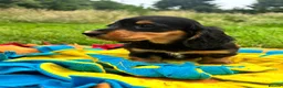Miniature Dachshund dogs for sale: BEAUTIFUL PRA CLEAR & KC REG MINI DACHSHUNDS - Advert 22