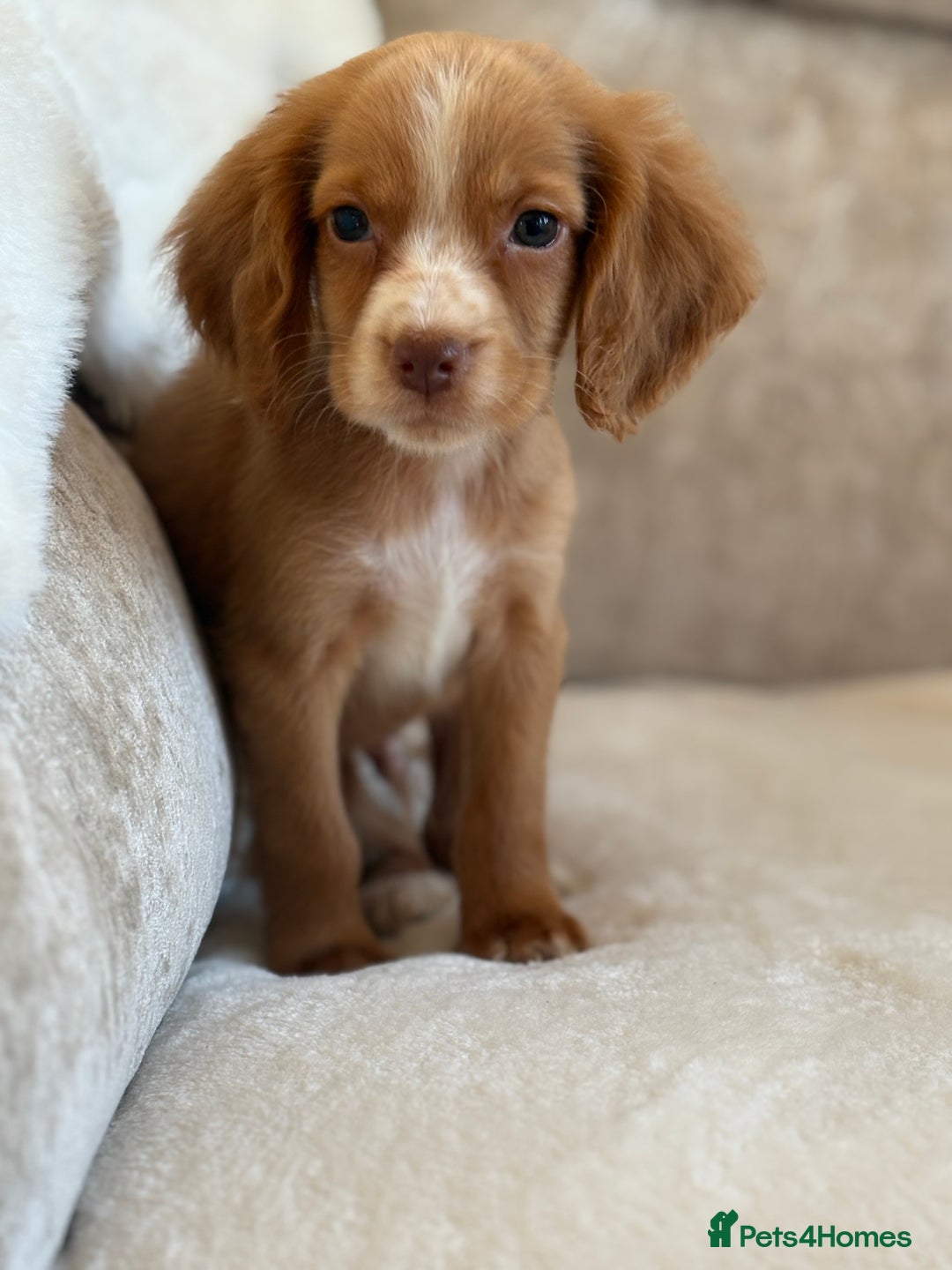 Cocker Spaniel dogs for sale: Stunning cocker spaniel puppies  - Advert 10