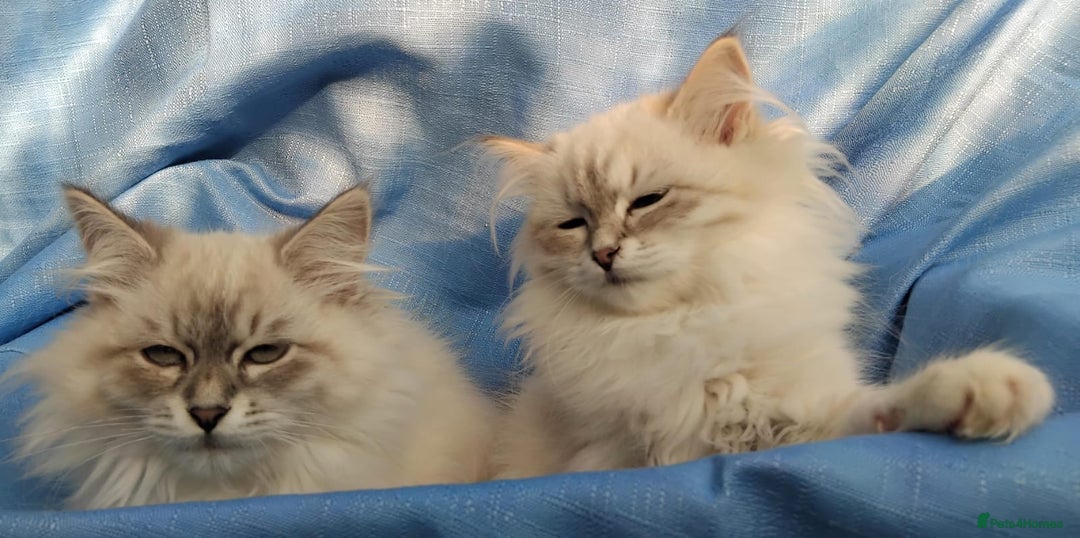 Siberian cats for sale: GCCF Registered Pure Siberian kittens For Sale.   - Image 16