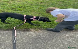 Labrador Retriever dogs for sale: Luna  - Image 3