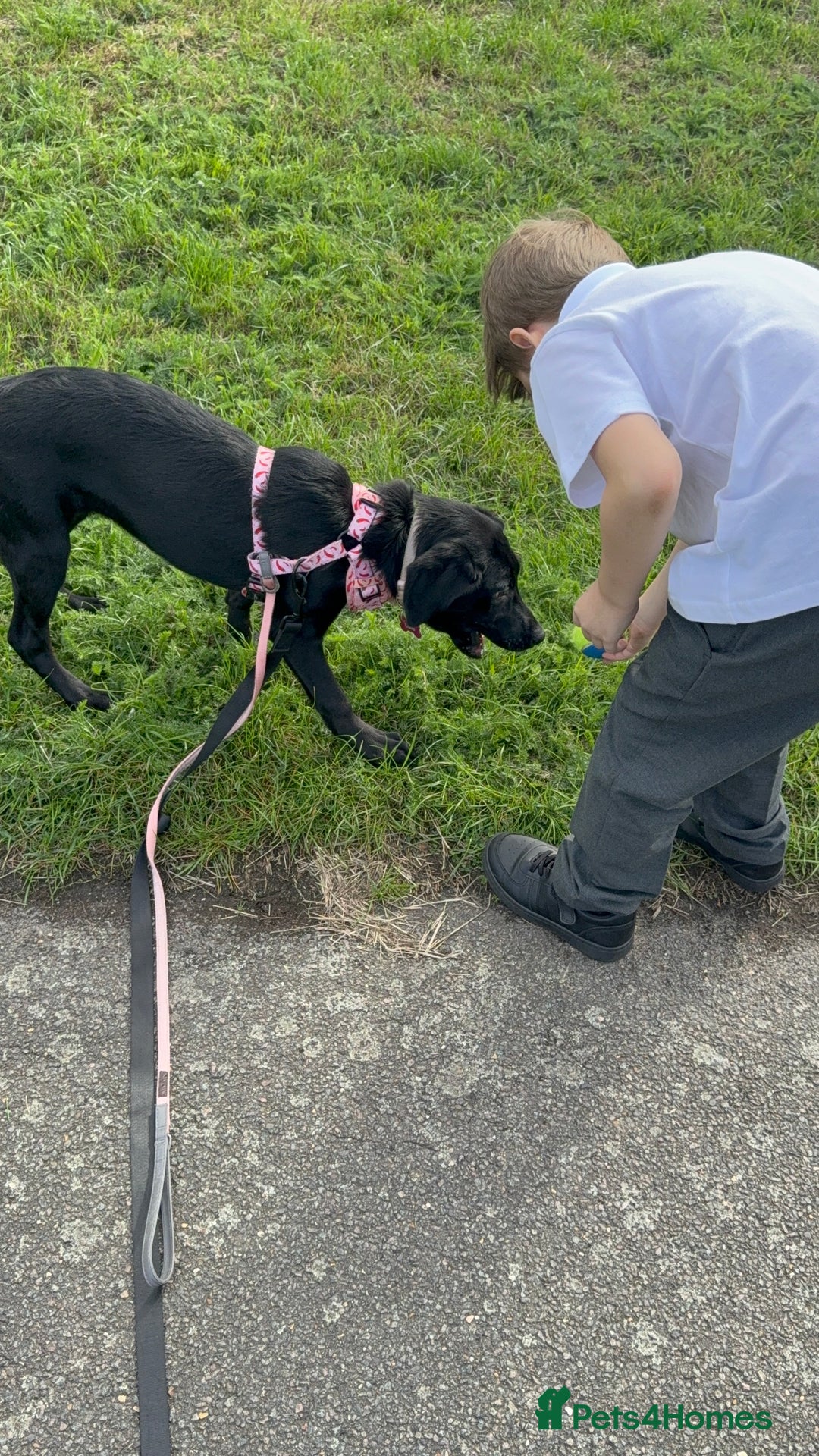 Labrador Retriever dogs for sale: Luna  - Image 3