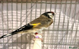 Finches birds for sale: Juvenile goldfinches ! Males and females bbc rung! - Image 9