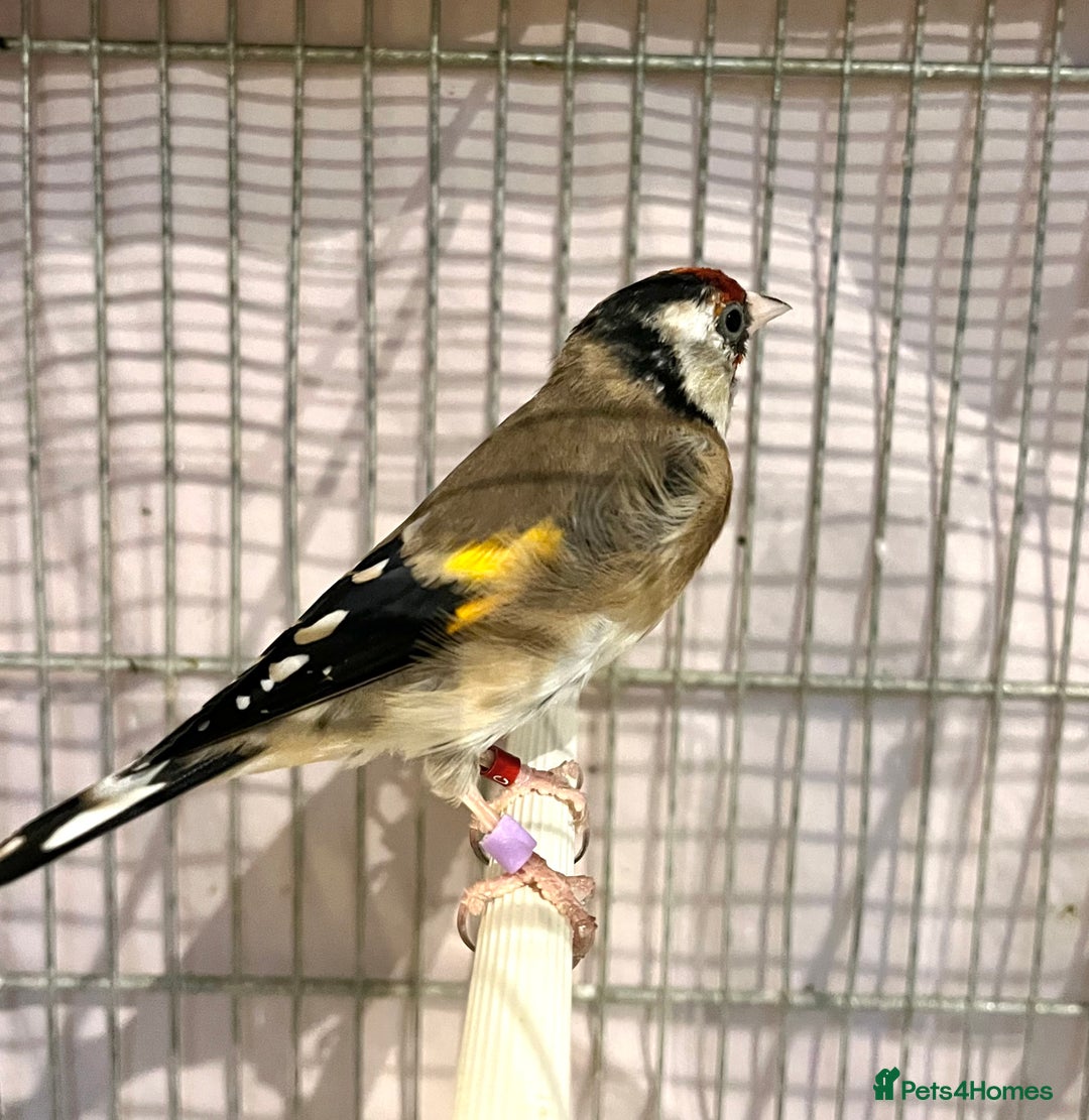 Finches birds for sale: Juvenile goldfinches ! Males and females bbc rung! - Image 9