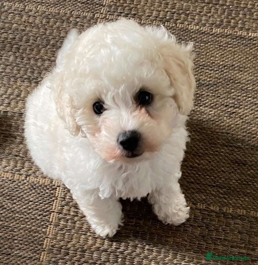 Poochon dogs Cavapoochon  - Advert 5