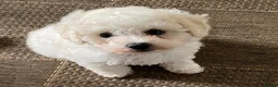 Poochon dogs for sale: Cavapoochon  - Advert 1