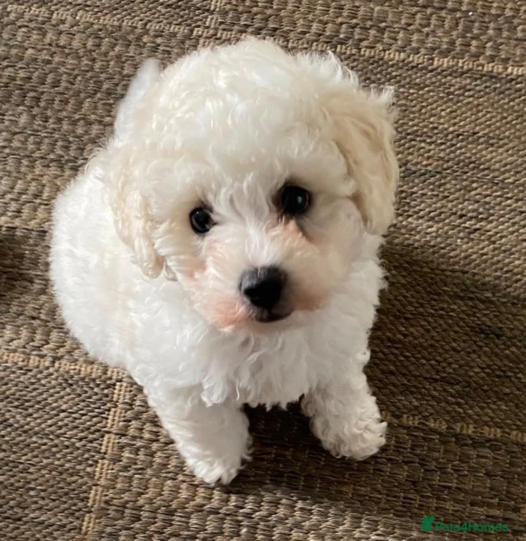 Poochon dogs for sale: Cavapoochon  - Advert 1