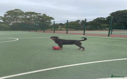 Rottweiler dogs for sale: Female Rottweiler - Image 3