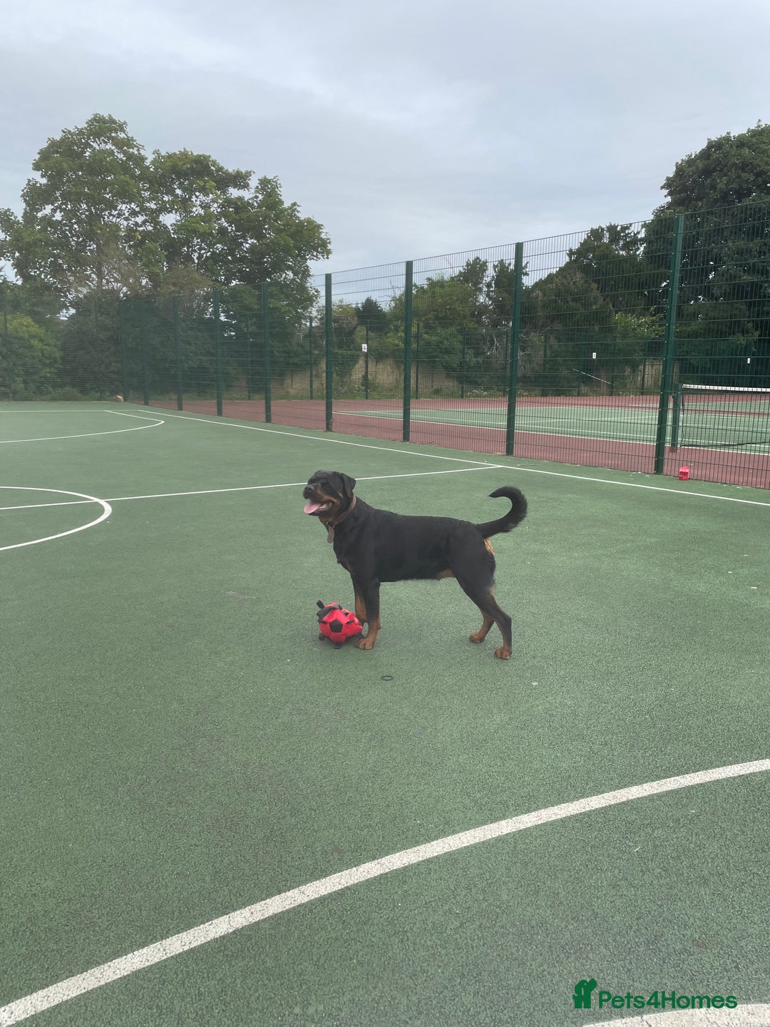 Rottweiler dogs for sale: Female Rottweiler - Image 3