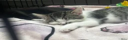 Mixed Breed cats for sale: 2 Beautuful Female Kittens For Sale  - Advert 1