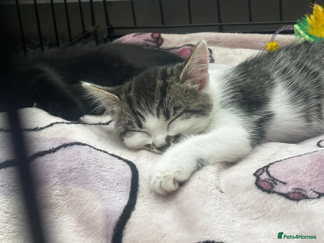 Mixed Breed cats for sale: 2 Beautuful Female Kittens For Sale  - Advert 1