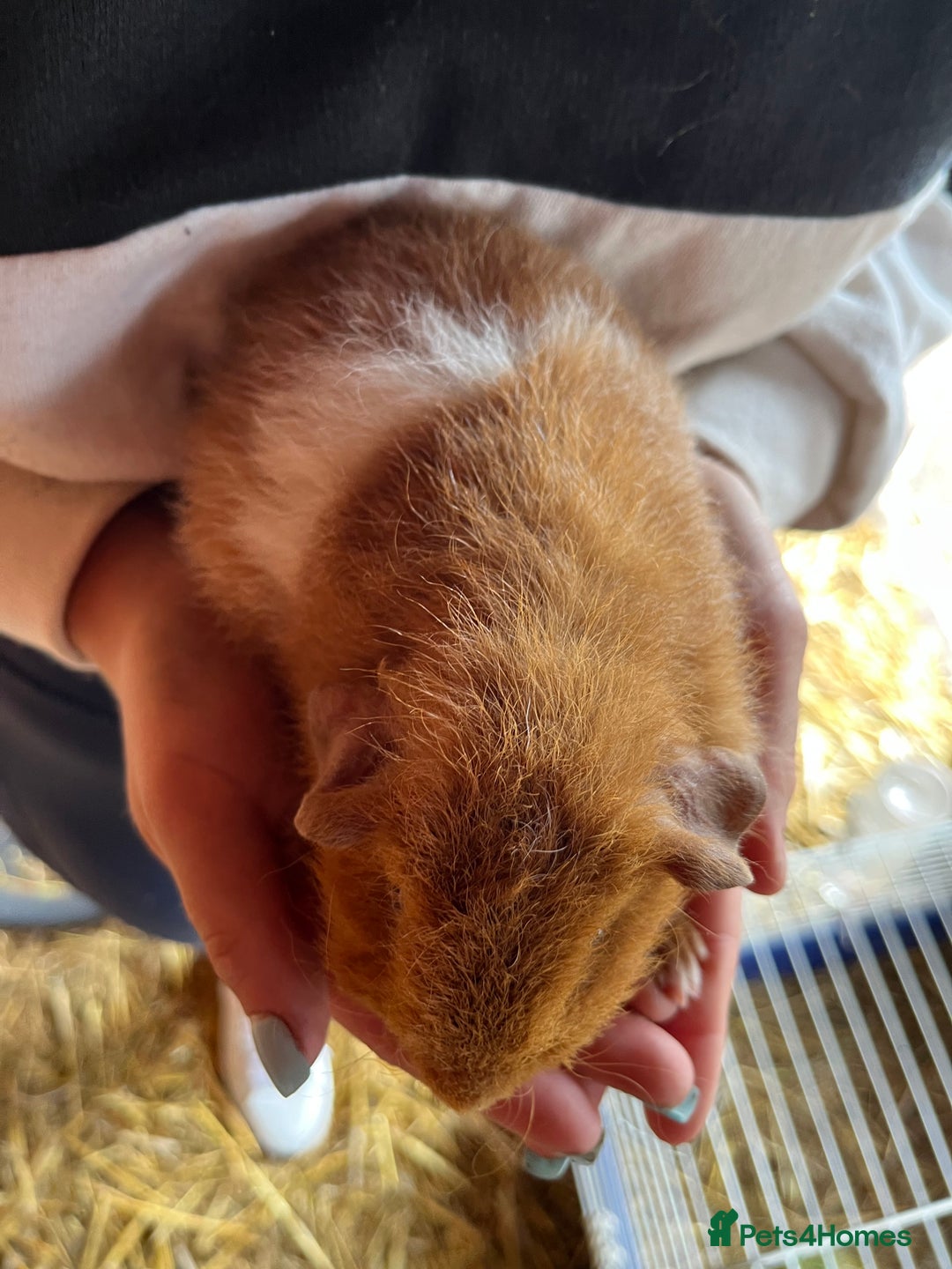 Guinea Pig rodents for sale: Gorgeous Rex baby boy guinea pigs  - Image 6