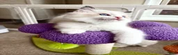 Ragdoll cats for sale: Gorgeous Tica registered Ragdoll kittens 1 girl  - Advert 37