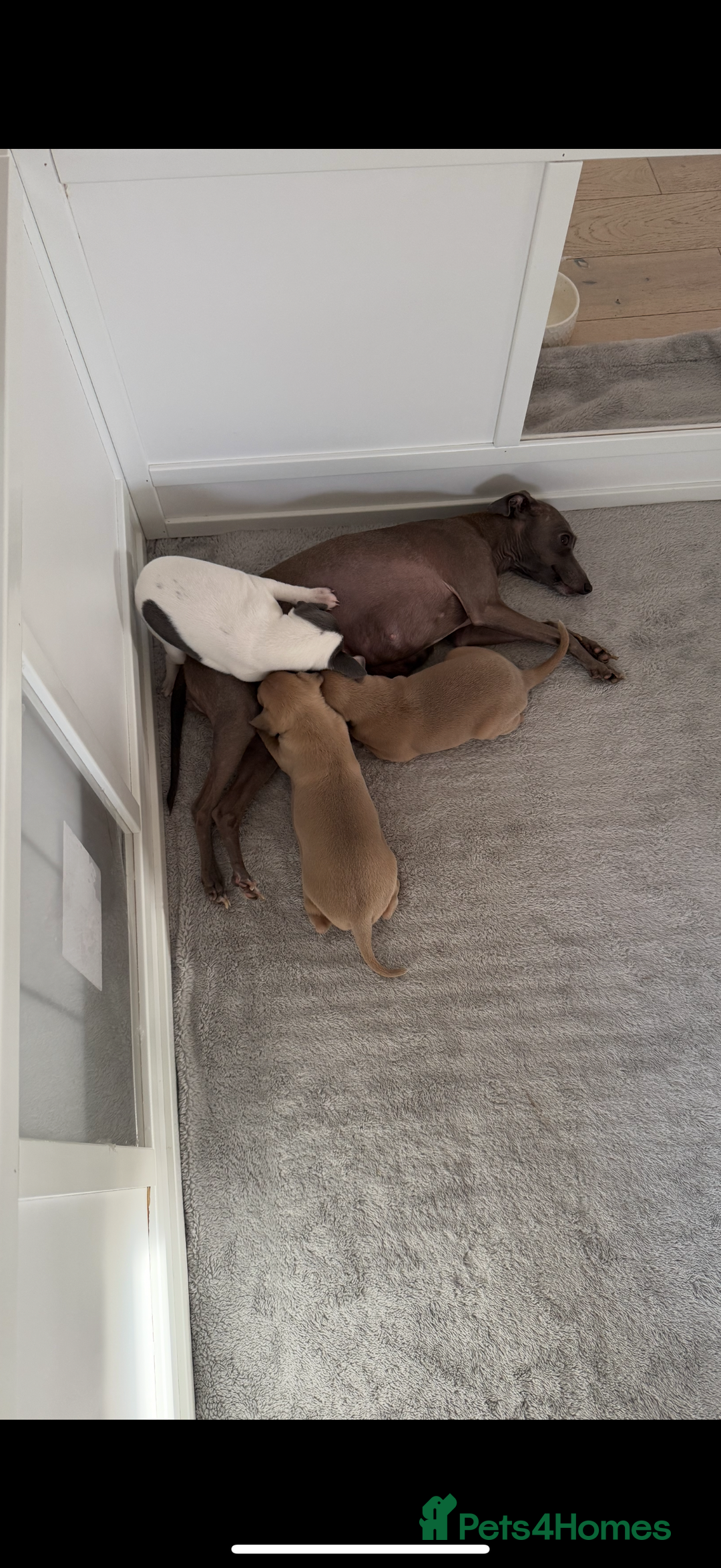 Italian Greyhound dogs for sale: Beautiful KC Reg Italian Greyhound puppies  - Advert 8