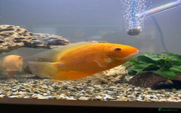 Cichlids fish for sale: Red spotted Severum pair  - Image 2