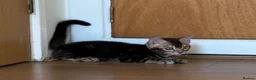 Bengal cats for sale: Stunning Bengal Kittens - Advert 16