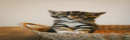 Mixed Breed cats for sale: Beautiful kittens looking for loving homes 🐾 - Advert 6