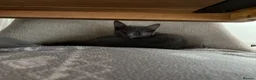Mixed Breed cats for sale: Kittens in Morpeth - Advert 6