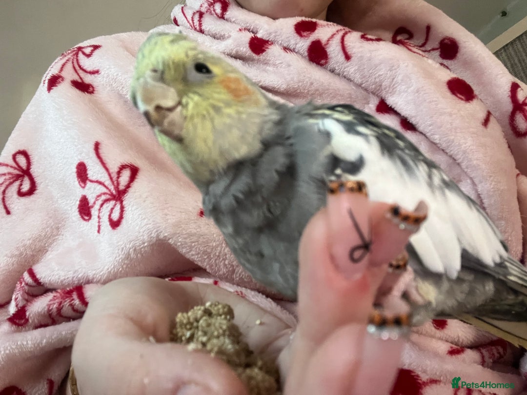 Cockatiels birds for sale: Beautiful Cockatiel for sale  - Advert 6