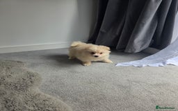 Pomeranian dogs for sale: Pomeranian puppies  - Image 22