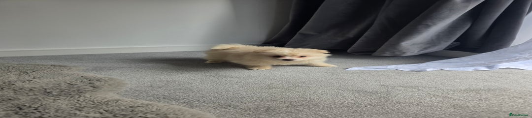 Pomeranian Puppy 4