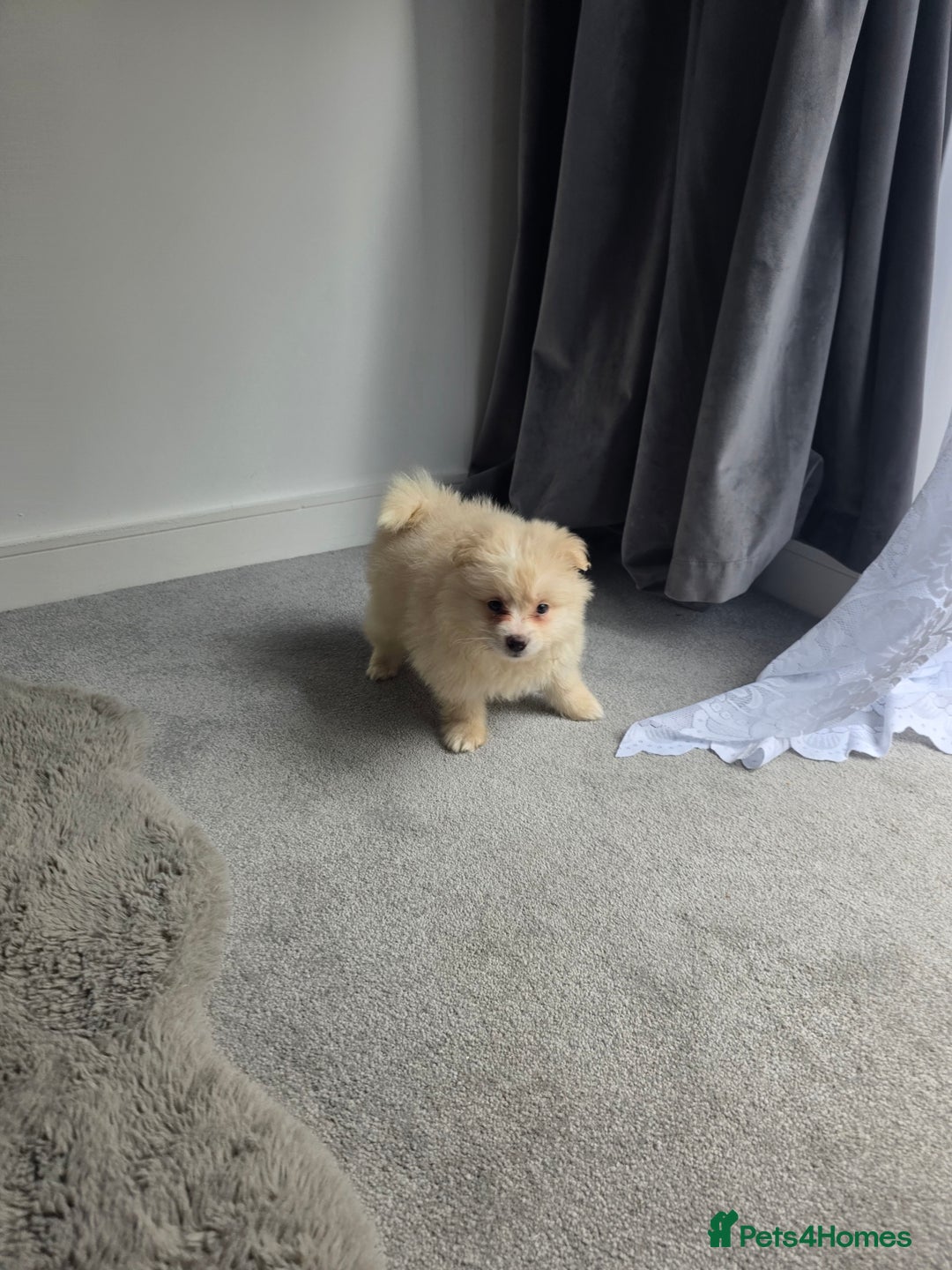 Pomeranian dogs for sale: Pomeranian puppies  - Image 22