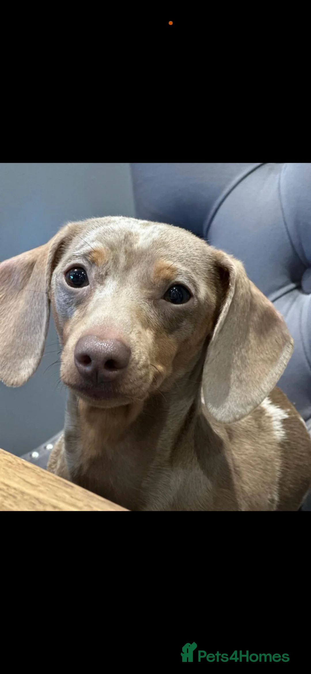 Miniature Dachshund dogs for sale: KC Miniature Isabella Dachshunds - Advert 4