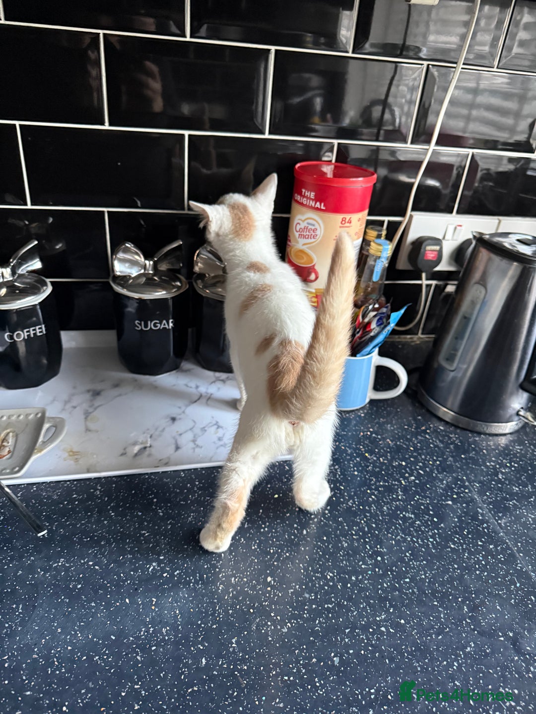 Mixed Breed cats for sale: STUNNNIING RED AND WHITE KITTEN - Advert 7