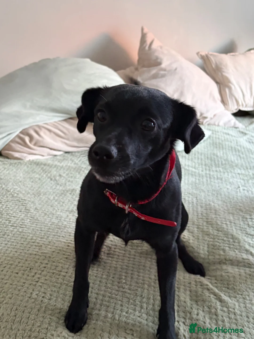 Mixed Breed dogs for sale: Treat in Castleford - Advert 3