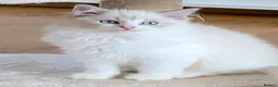 Ragdoll cats for sale: INDOOR GCCF REGISTERED RAGDOLL KITTENS - Advert 17