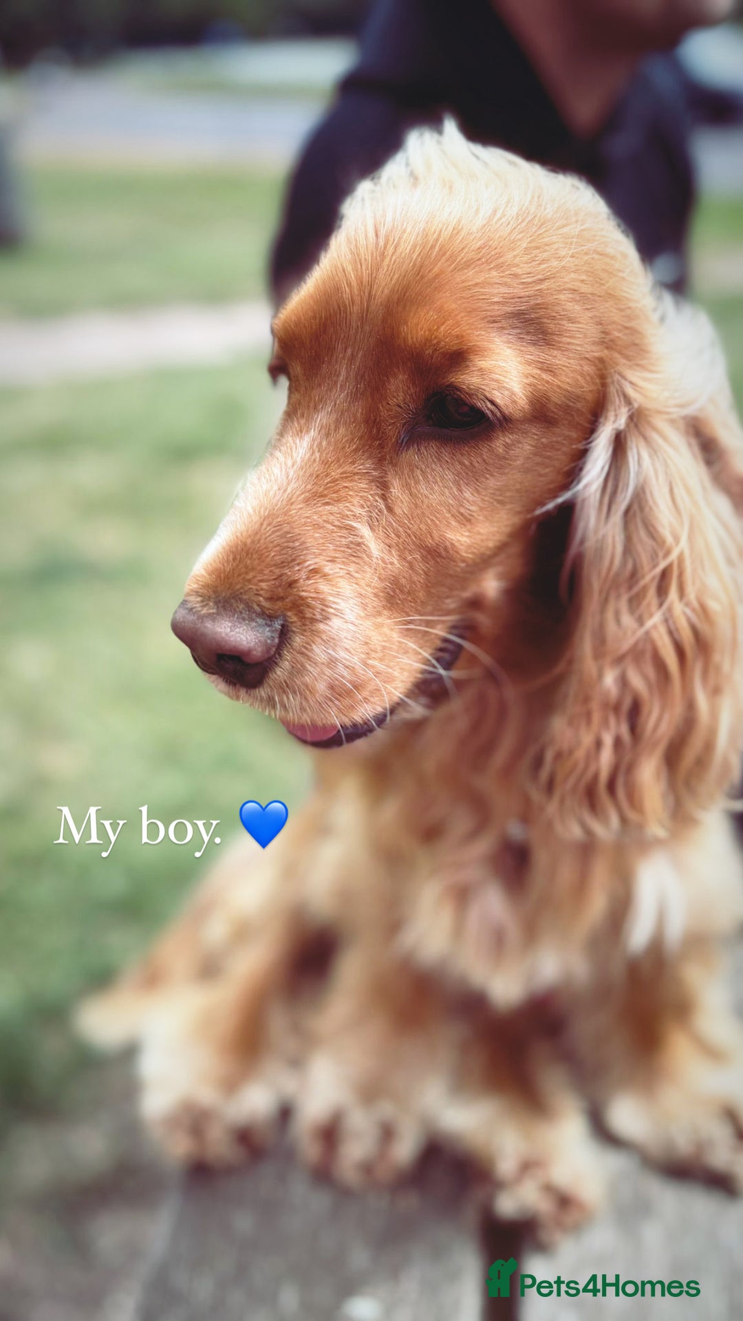 Cocker Spaniel dogs for stud: KC Registered Show Cocker - Advert 7