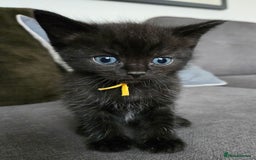 Ragdoll cats for sale: Chunky Ragdoll mix kitten £350.  - Image 1