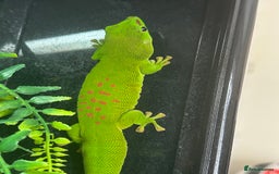 Gecko reptiles for sale: Giant Madagascan Day Gecko - Image 3