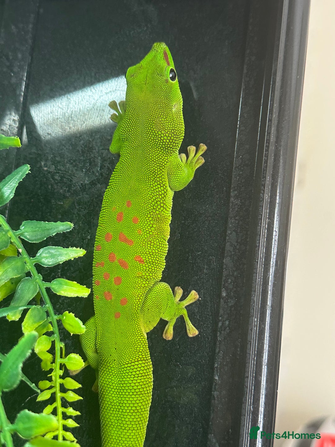 Gecko reptiles for sale: Giant Madagascan Day Gecko - Image 3