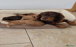 Cockapoo dogs for sale: Stunning Litter of 6 F1 Cockerpoo puppies  - Image 1