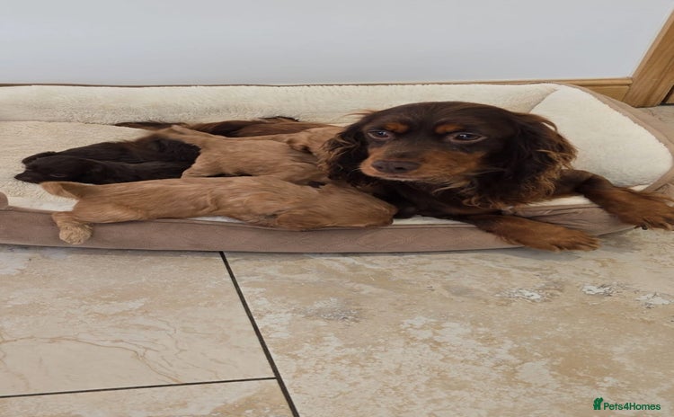Cockapoo dogs - Advert 7