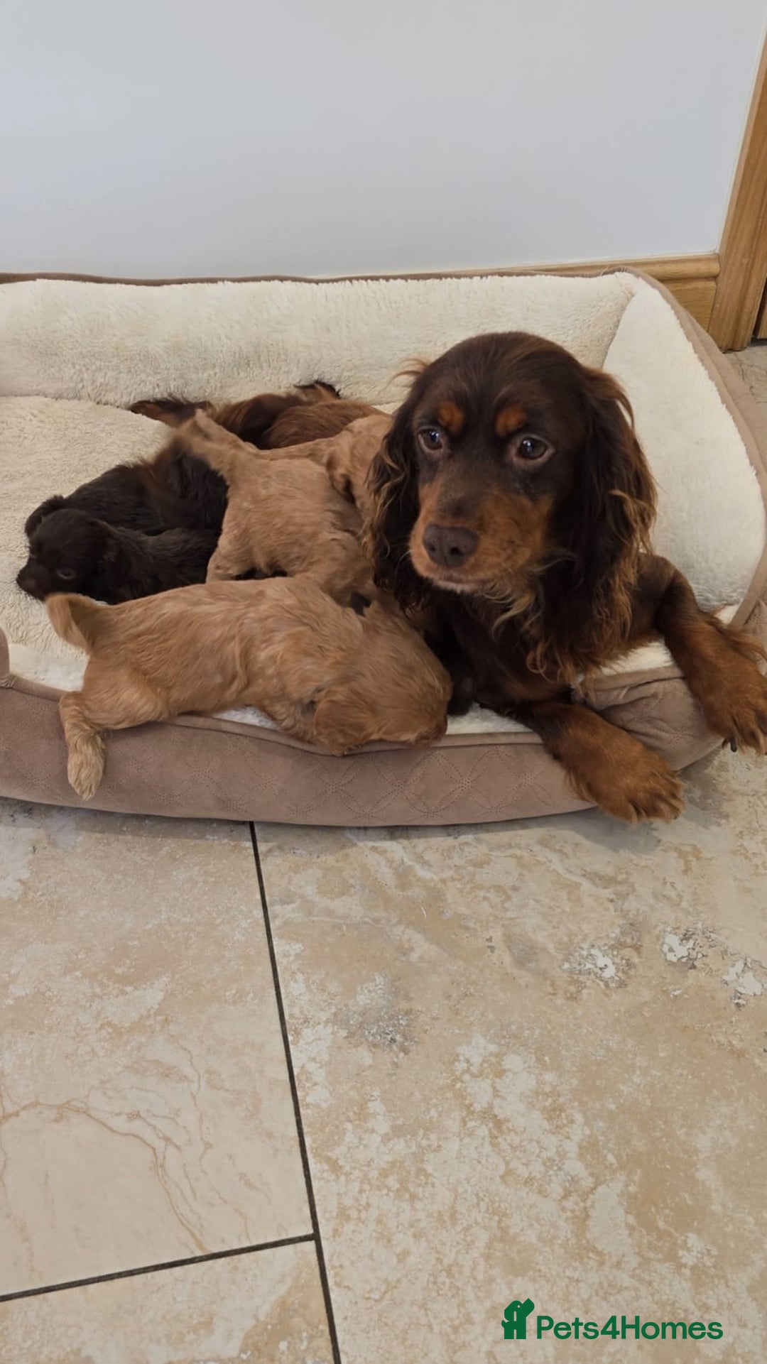 Cockapoo dogs for sale: Stunning Litter of 6 F1 Cockerpoo puppies  - Image 1