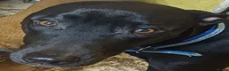 Mixed Breed dogs for sale: Rescue Dogs searching for their forever homes - Advert 7
