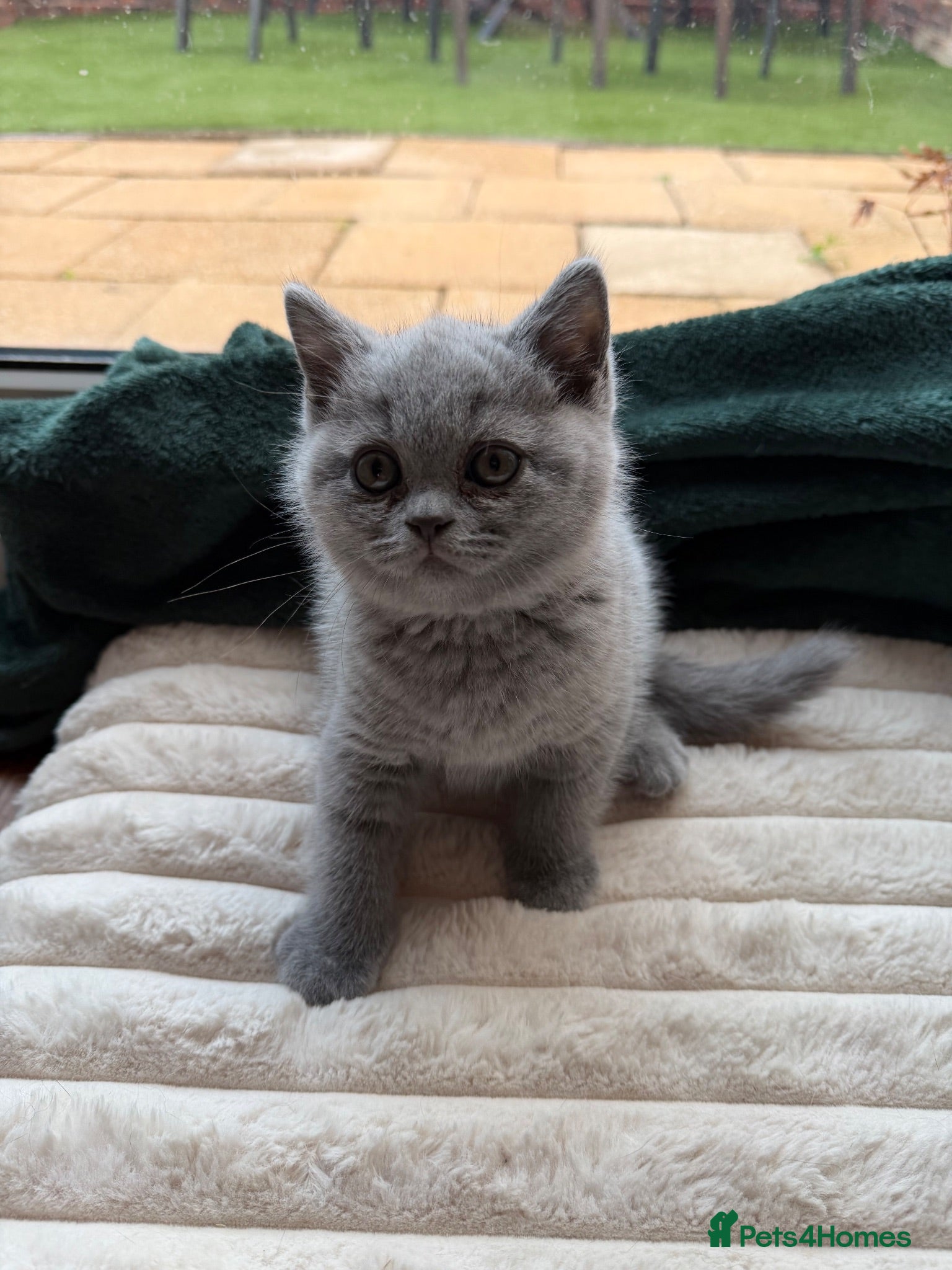 British Shorthair cats Four Gorgeous British Shorthair Kittens - Advert 2