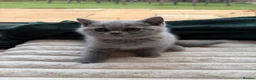 British Shorthair cats for sale: Four Gorgeous British Shorthair Kittens - Advert 2
