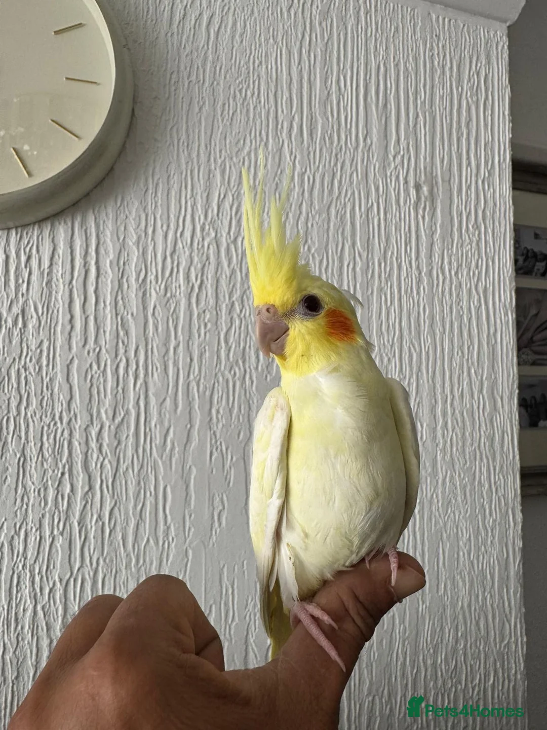 Cockatiels birds for sale: Hand tame cockatiels  in Dunstable - Advert 3