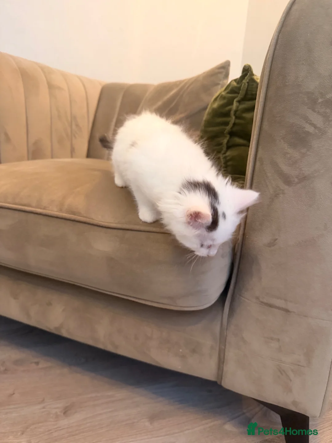 Mixed Breed cats for sale: X2 kittens available 8 weeks old long hair white  - Advert 11