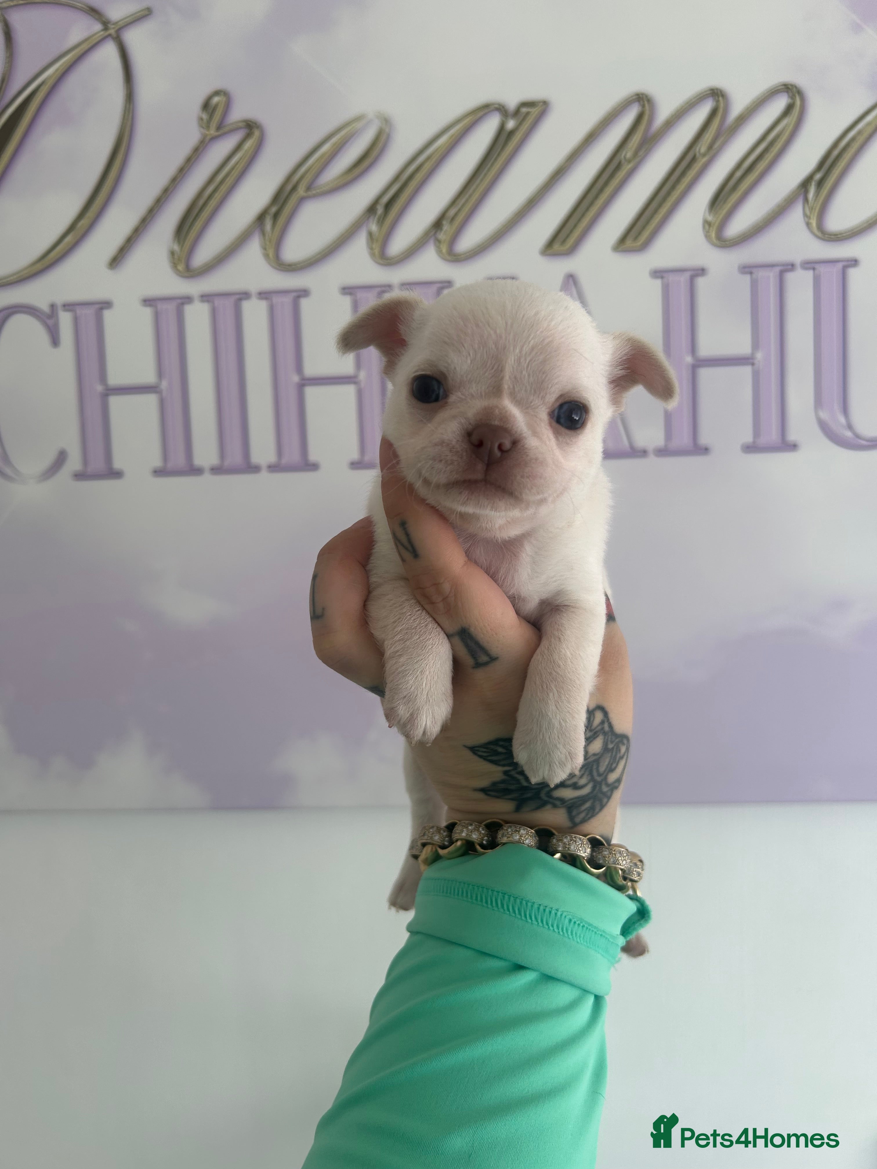 Chihuahua dogs Beautiful Chihuahua boys  - Advert 1