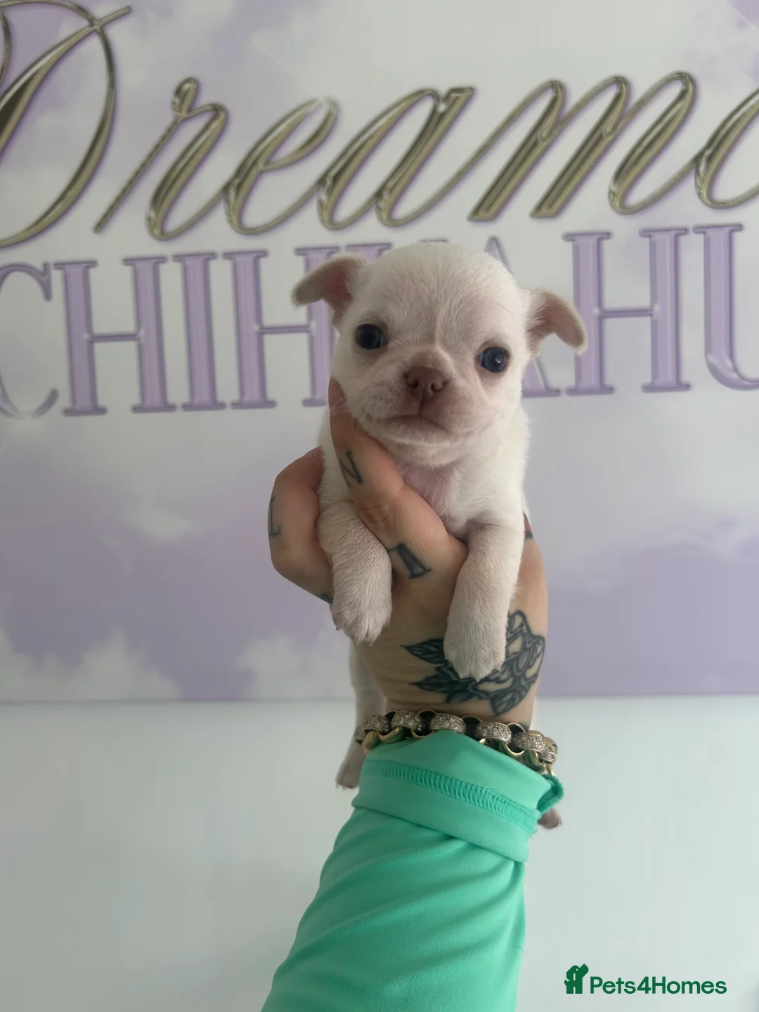 Chihuahua dogs for sale: Beautiful Chihuahua boys  - Advert 1