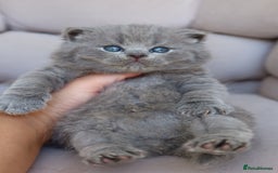 British Shorthair cats for sale: Stunning British shorthair available last girl  - Image 14