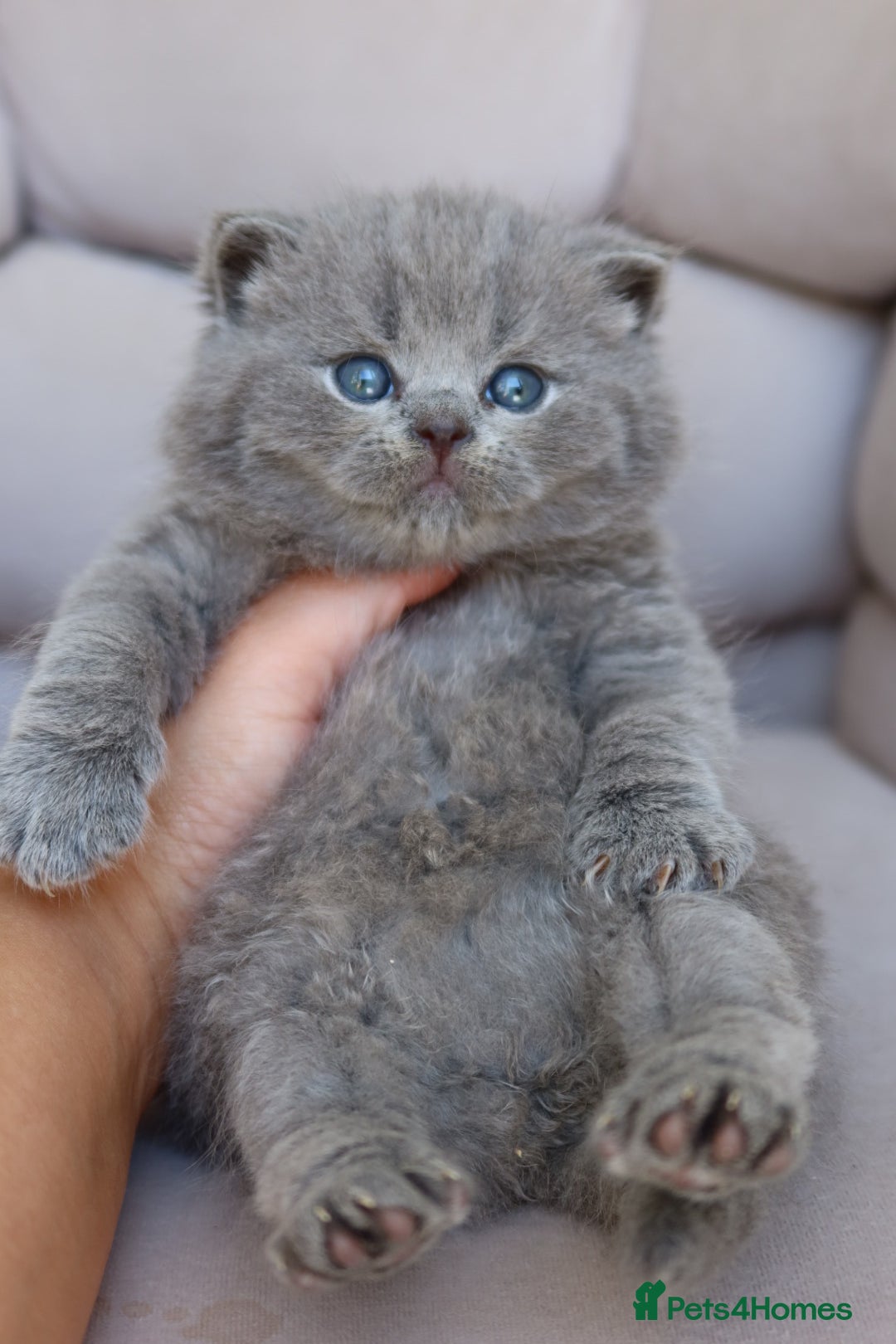 British Shorthair cats for sale: Stunning British shorthair available last girl  - Image 14