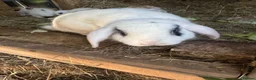 English Lop rabbits for sale: English lop bunnies  - Advert 2